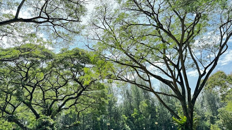 Rain tree lined residential street
