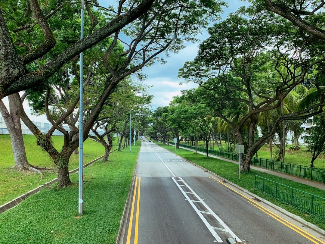 Tree-canopied street in Serangoon Gardens